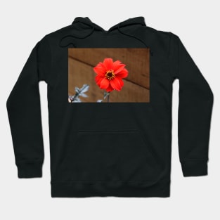 Dahlia 'Bishop of Llandaff' Hoodie